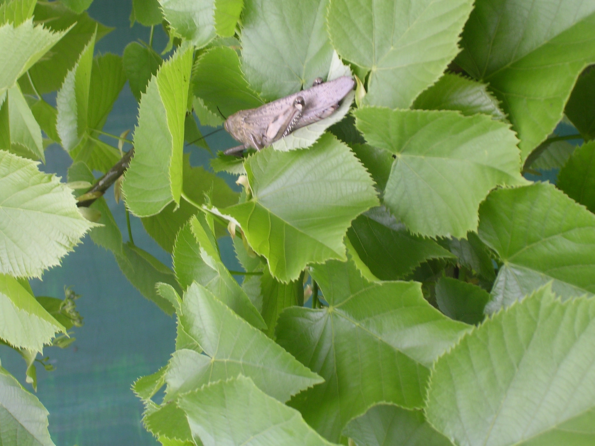 Grasshopper