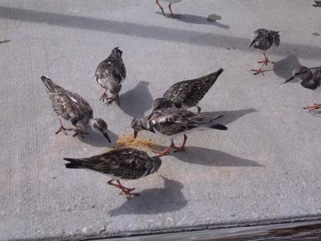 Ruddy Turnstones
