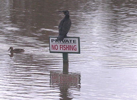 Cormorant