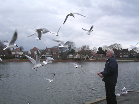 Seagulls