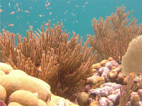 Gorgonians