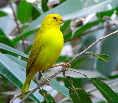 Saffron Finch