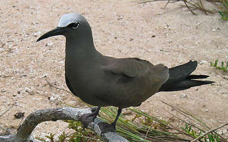 Brown Noddy