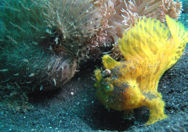 Frog fish