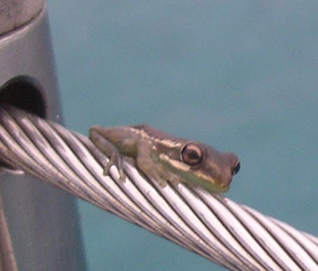 Frog