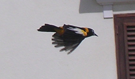 Troupial