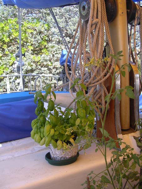 Plants