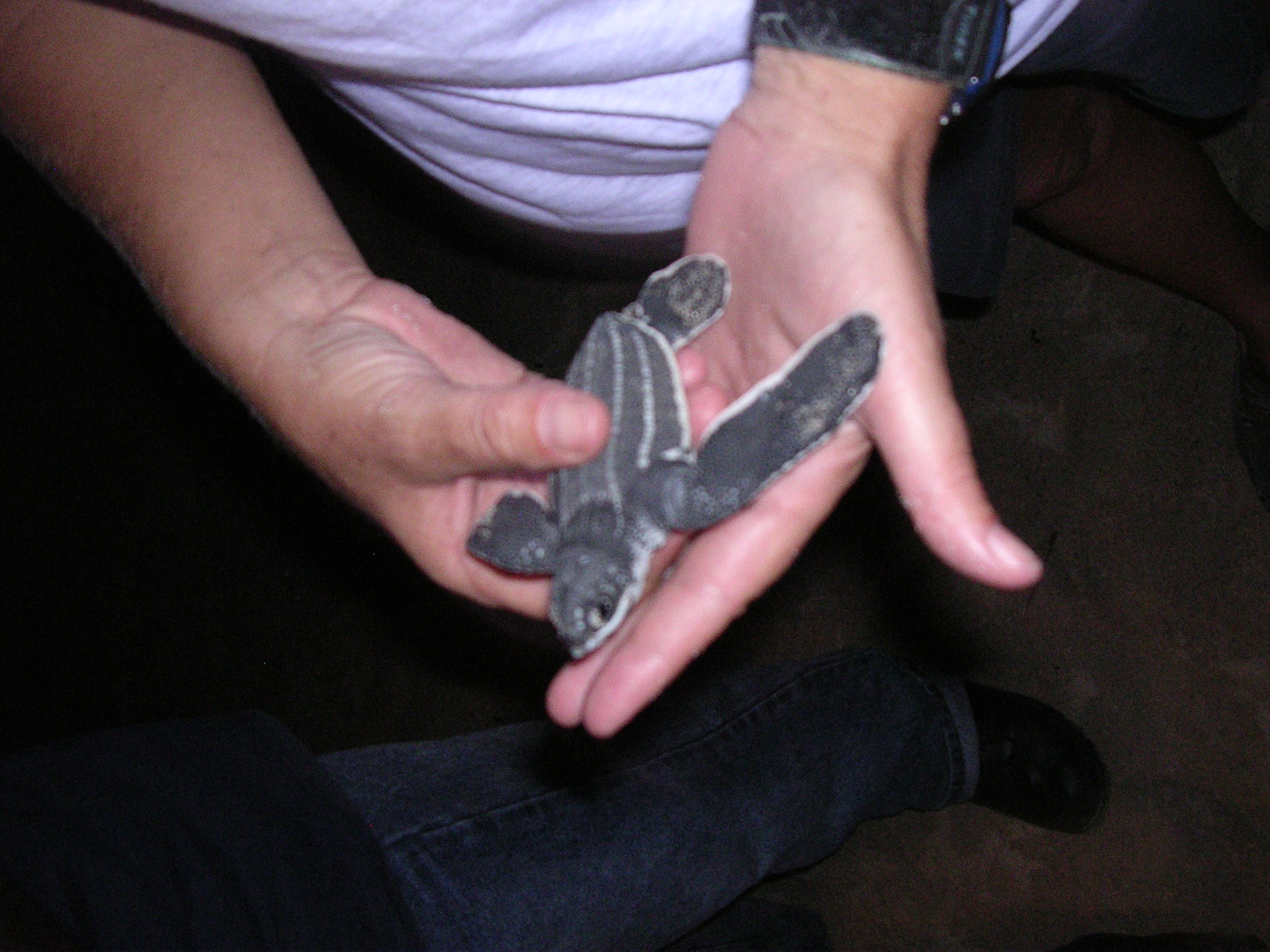 Leatherback hatchling