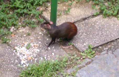 Agouti