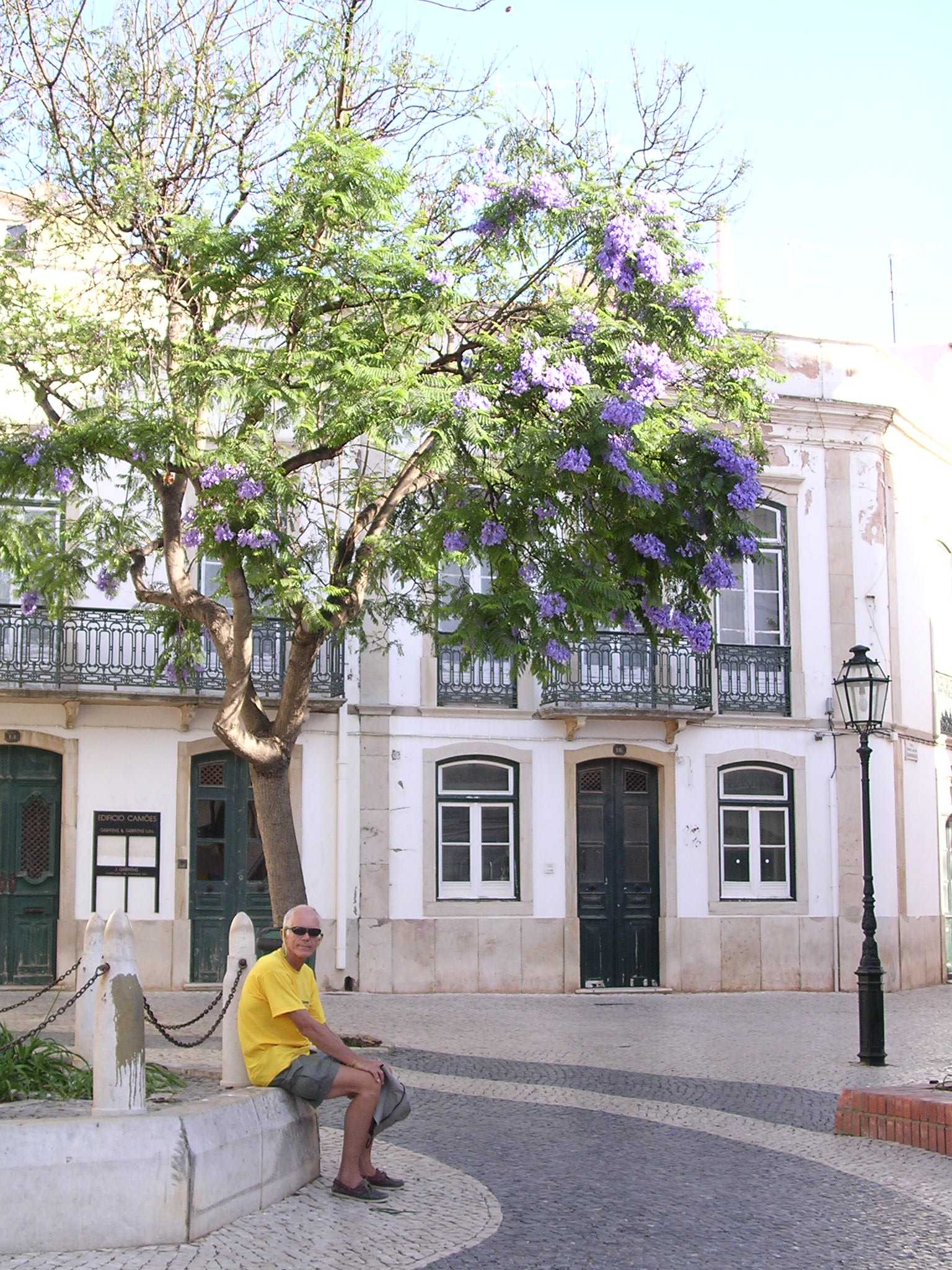 Jacaranda tree
